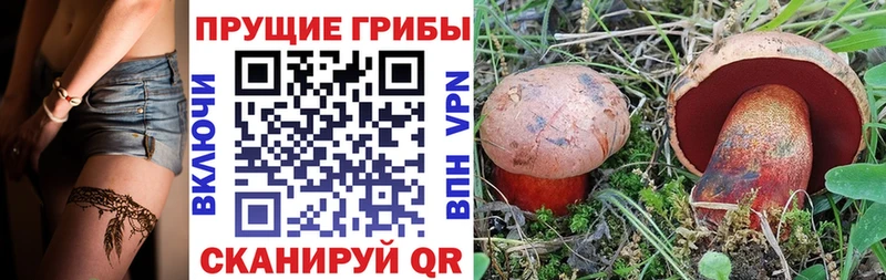 Псилоцибиновые грибы Psilocybine cubensis  Балтийск 